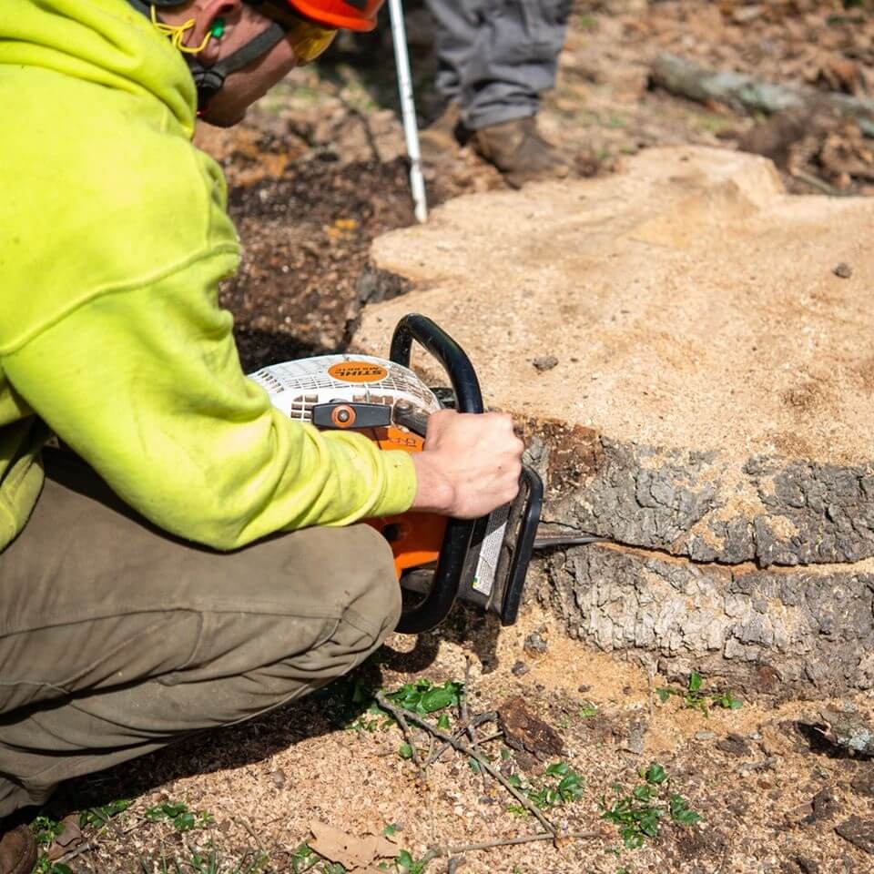 Ark-O-Mo Tree Service Gallery