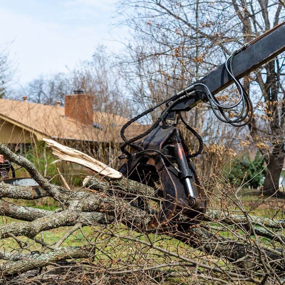 Ark-O-Mo Tree Service Gallery