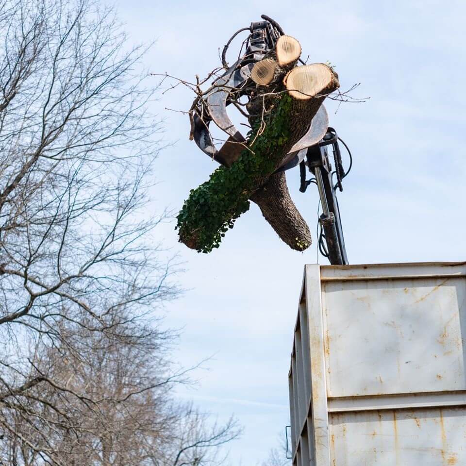 Ark-O-Mo Tree Service Gallery