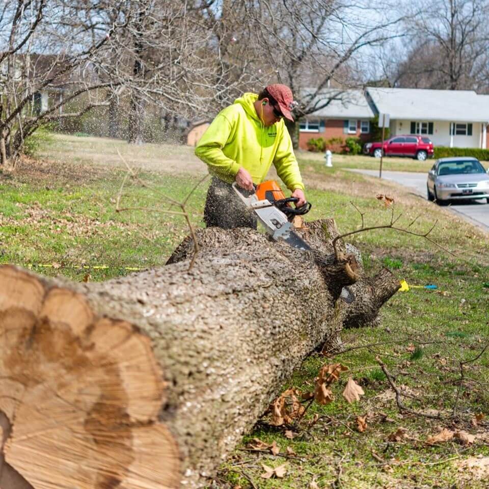 Ark-O-Mo Tree Service Gallery