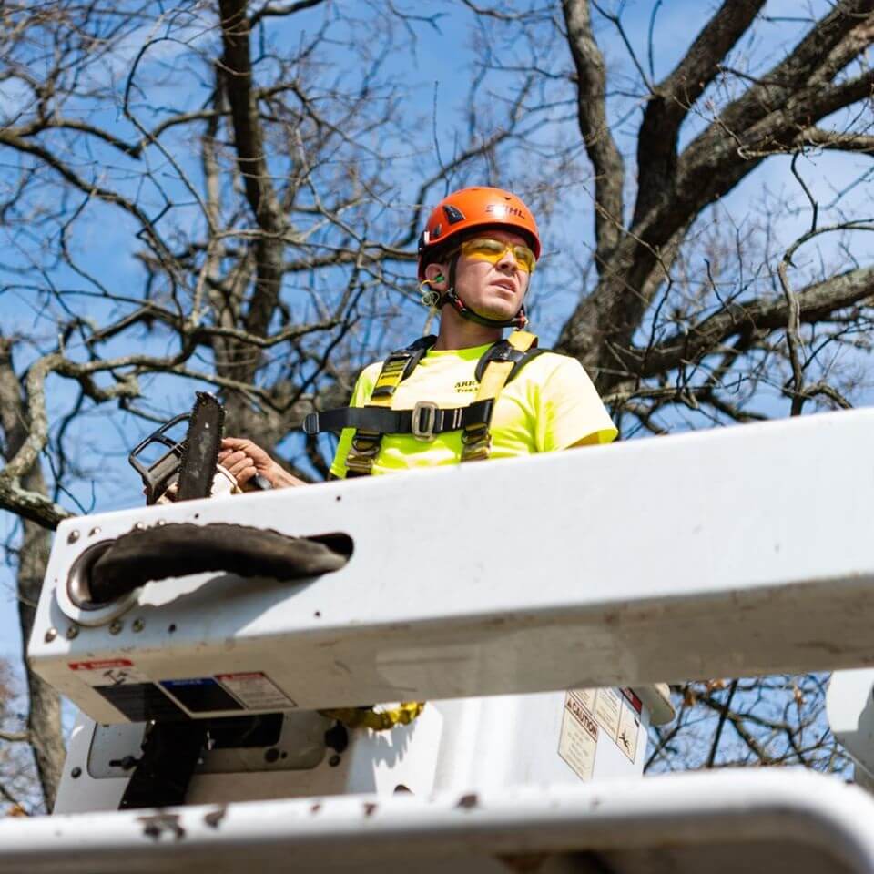 Ark-O-Mo Tree Service Gallery