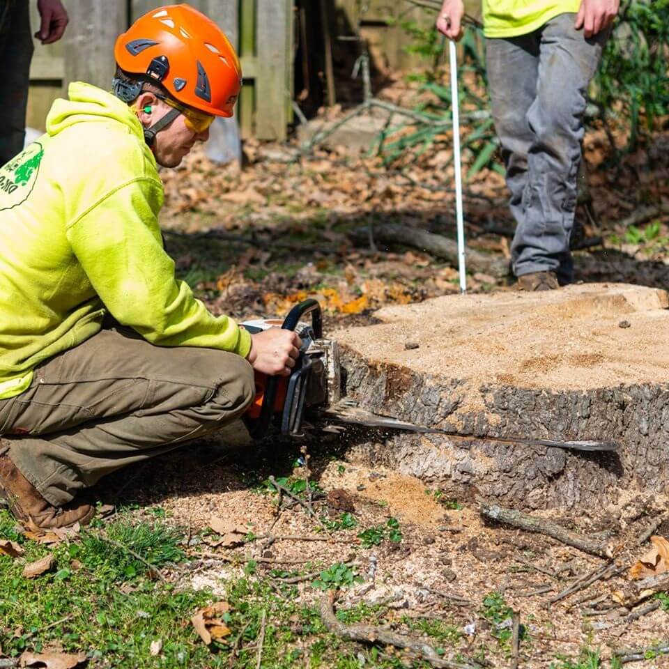Ark-O-Mo Tree Service Gallery