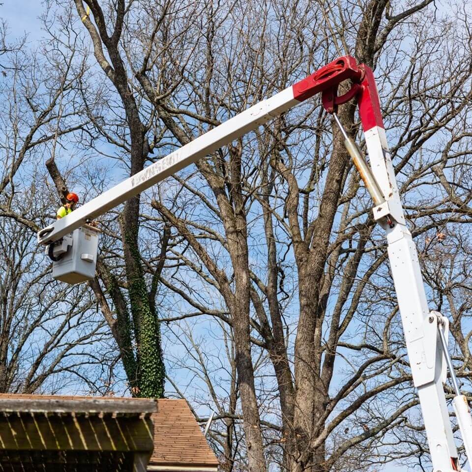 Ark-O-Mo Tree Service Gallery