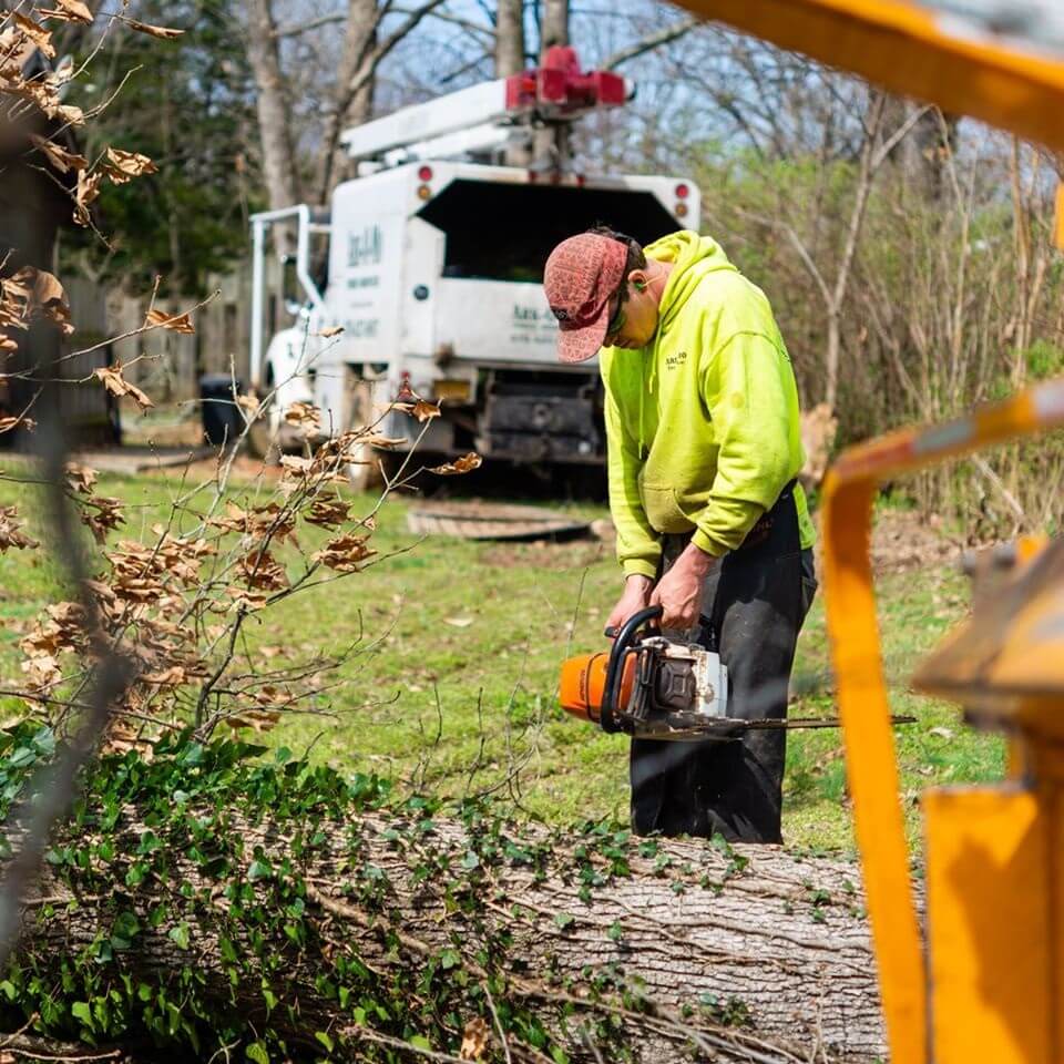 Ark-O-Mo Tree Service Gallery