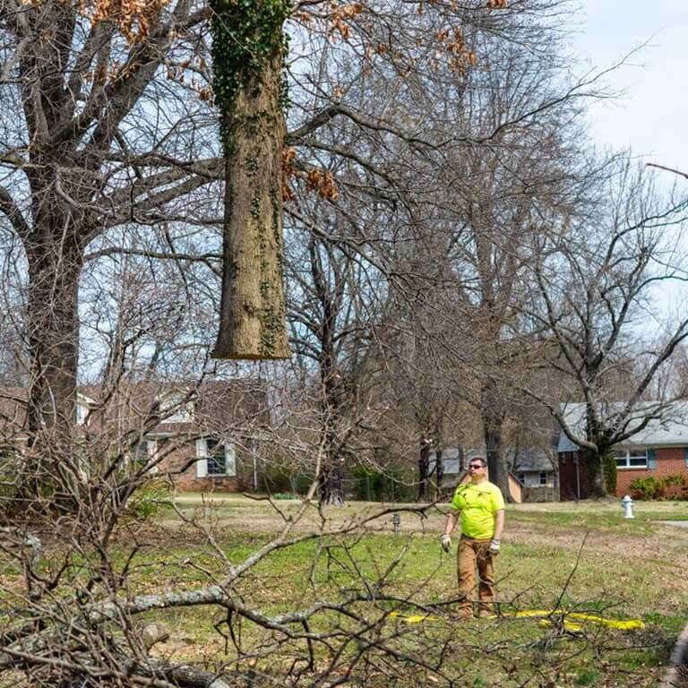 Ark-O-Mo Tree Service Gallery