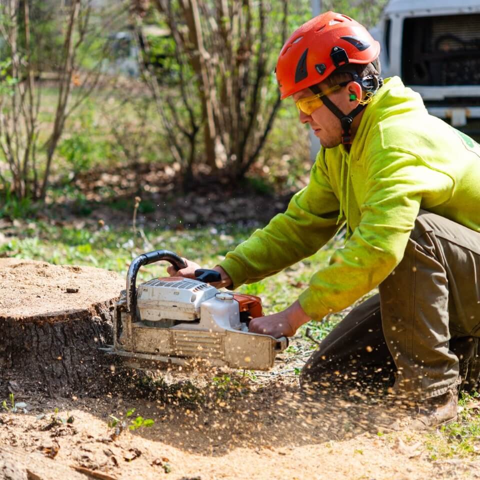 Ark-O-Mo Tree Service Gallery